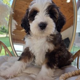 Jamaica - Sable female Aussiedoodle puppy in North Royalton, Ohio from Johnson's Doodles
