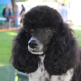Trixie - Poodle