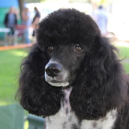 Trixie - Poodle