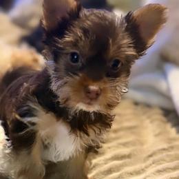 Cocoa Kiss Registered RTG - Chocolate, tan and white female Yorkshire Terrier puppy in Hope, Indiana from DJ Yorkies