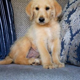 Labradoodle and Labrador Retriever Puppies from Moore than Dogs