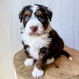 'Flint' - Red tri-color male Aussiedoodle puppy in Arlington, Washington from Doodle Love Laugh