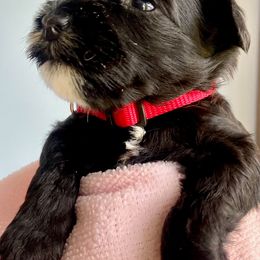 Australian Labradoodle Puppies from Lake Bay Labradoodles