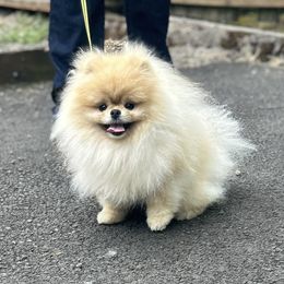Fluffy - Pomeranian