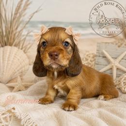 Summer - Red female Dachshund puppy in Riverton, Wyoming from Wild Rose Ridge Doxies