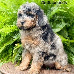 Girl 5 - Tri-color female Bernedoodle puppy in Montrose, Michigan from Livy’s Doodles