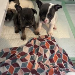 French Bulldog Puppies from The Frenchie Ravine Connection LLC