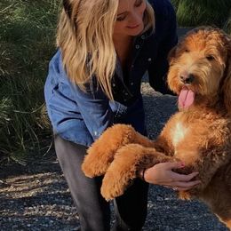 Goldendoodles from Willow Tree Goldendoodles