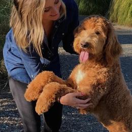 Goldendoodles from Willow Tree Goldendoodles