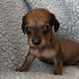 Basil - Red male Dachshund puppy in Moreno Valley, California from DeLorenzo Dachshunds