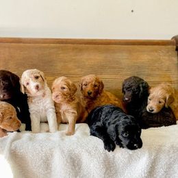 Double Doodle and Labradoodle Puppies from Magnolia & Finn Doodles