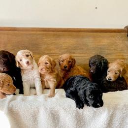 Double Doodle and Labradoodle Puppies from Magnolia & Finn Doodles