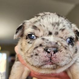 Boy 3 - Black and white male French Bulldog puppy in High Ridge, Missouri from St Louis Frenchies