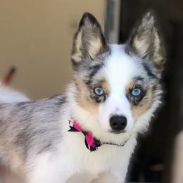 Lulu - Pomsky