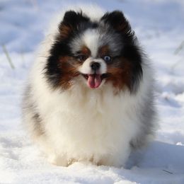 Indigo - Pomeranian