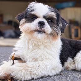 Floki - Shih Tzu