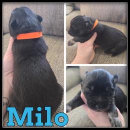 Milo - Black and white male Siberian Husky puppy in Wheeler, Michigan from Haase Family Kennels