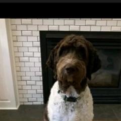 Assorted Doodle Crosses and Newfypoo All Grown Up from Hidden Haven Poodles and Doodles