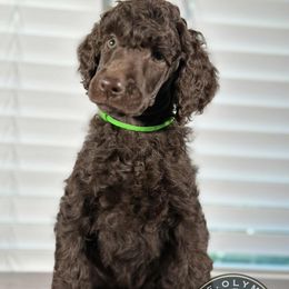 Rex - Brown female Poodle puppy in Spring Hills, Florida from The Olympus Standard Poodle