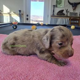 Choc dapple girl - Dapple female Dachshund puppy in Cedar City, Utah from Country Doxies