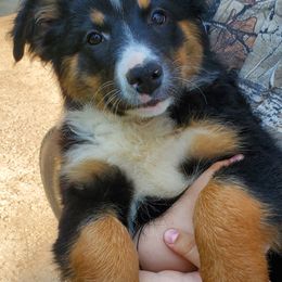 Australian Shepherd Puppies from Leanin B Aussies
