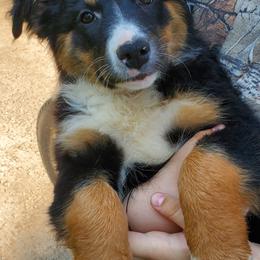 Australian Shepherd Puppies from Leanin B Aussies
