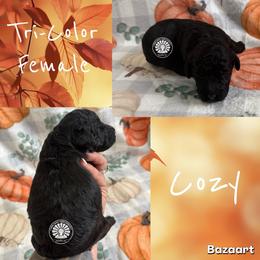 Cozy - Tri-color female Bernedoodle puppy in Godwin, North Carolina from Farm Sweet Farm Doodles