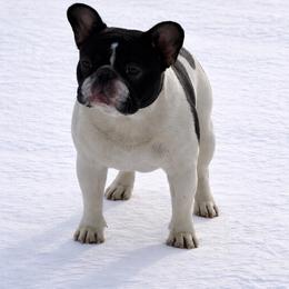 Cowboy - French Bulldog