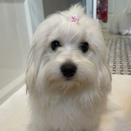 Cotton - Coton de Tulear