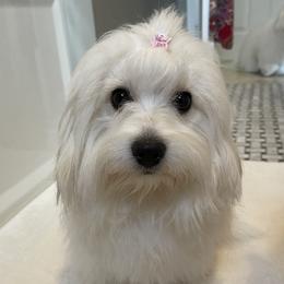 Cotton - Coton de Tulear