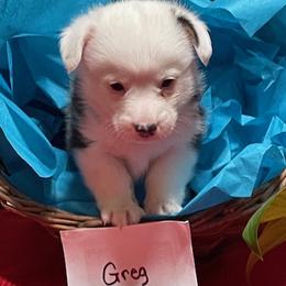 Greg - Pembroke Welsh Corgi puppy from Texas Corgis