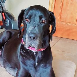 Lucy - Great Dane