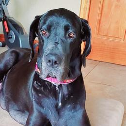 Lucy - Great Dane