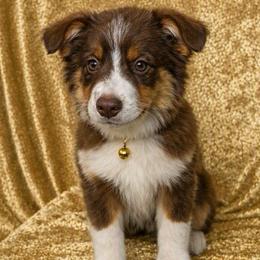 Belle - Red tri female Miniature Australian Shepherd puppy in Tecumseh, Oklahoma from Ashley's Aussies, LLC