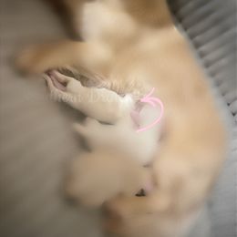 Holland - Cream Dachshund puppy in Comer, Georgia from Southern Drawl Dachshunds