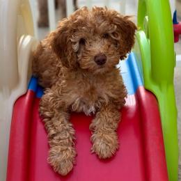 Slinky - Red  female Goldendoodle puppy in Moreno Valley, California from Rainbow SoCal Doodles