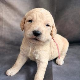 Muzick - Cream female Goldendoodle puppy in Houston, Texas from Were The Mack'Doodles