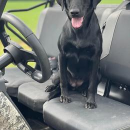 Labrador Retriever Puppies from Holyoke Kennel