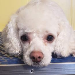 Nala - Poodle