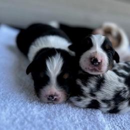 Australian Shepherd Puppies from Raybell Ridge Farm