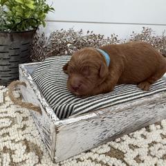 Rudy - Red male Cavapoo puppy in Cabool, Missouri from Big Gulch Puppies