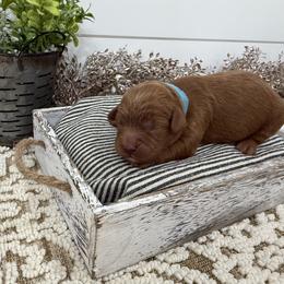 Rudy - Red male Cavapoo puppy in Cabool, Missouri from Big Gulch Puppies