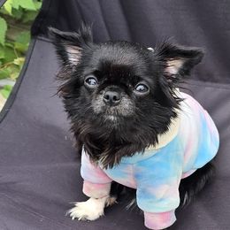 Chihuahuas from The Joyful World of Chihuahuas