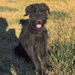 Girl 6 - Lavender Collar - Black female Giant Schnauzer puppy in St George, Utah from Schnauzer Ranch
