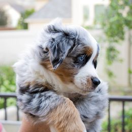 Miniature Australian Shepherd Puppies from Bishop Aussies