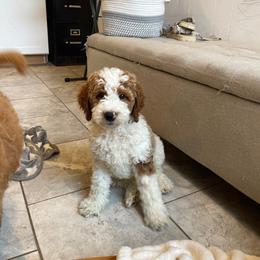 Waffles - Parti male Goldendoodle puppy in Sugarcreek, Ohio from True Hearted Doodles