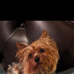 Yorkshire Terrier Puppies from Yorkies of the Shire