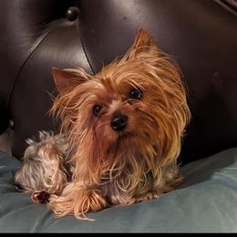 Yorkshire Terrier Puppies from Yorkies of the Shire