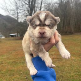 Yellow - Red and white male Siberian Husky puppy in Jonesborough, Tennessee from Dry Creek Siberians