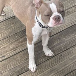 Little man - Boston Terrier
